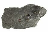 Plate of Three Red Embers Garnets in Graphite - Massachusetts #313473-1